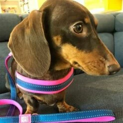 Max & Molly Q-Fit Tuigje Matrix, Roze -Exporteren Bitiba winkel 210400 209040 210401 209041 210496 210497 maxnmolly qfit g eschirr matrix pink hs 05 9