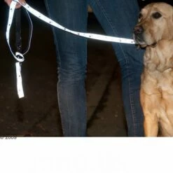 Trixie Set: Halsband Poten Zilver Reflect + Hondenlijn -Exporteren Bitiba winkel 61857 trixie vleinepfoten4 1
