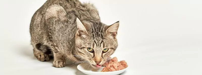 Exporteren Bitiba winkel -Exporteren Bitiba winkel Katten natvoer