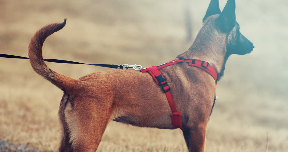 Exporteren Bitiba winkel -Exporteren Bitiba winkel beste ytuigje van het jaar